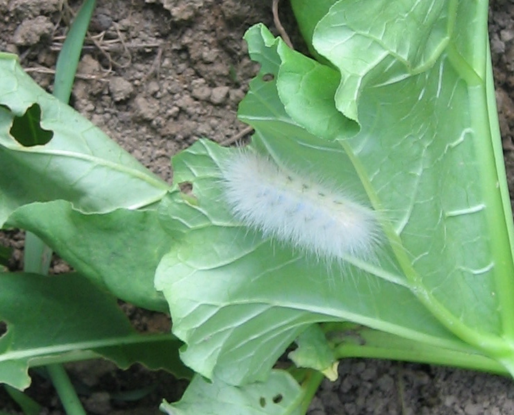 fuzzy white caterpillar on rhubarb leaf