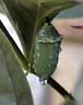 monarch chrysalis