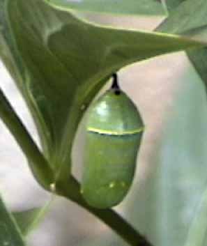 monarch chrysalis