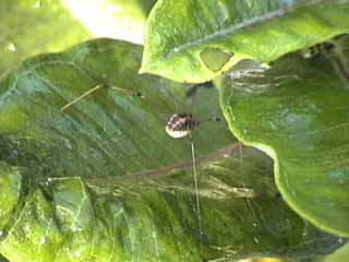 Harvestman arthropod on milkweed plant