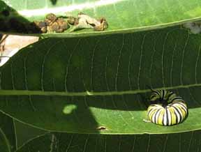 curled up caterpillar