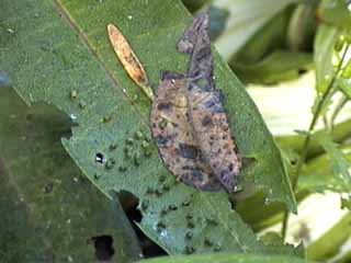 caterpillar skat (poop)