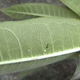 milkweed leaf with monarch egg