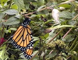 monarch butterfly  and empty chrysalis