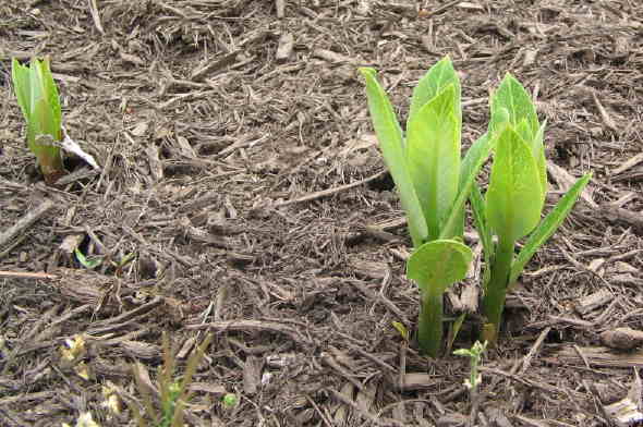 emerging milkweed plants