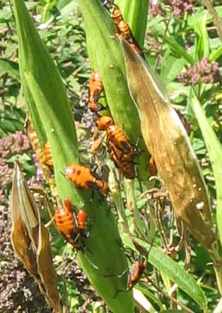 Milkweed bugs on white pods of a white milkweed plant