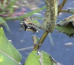 Milkweed tiger moth caterpillar eating a leaf on a common milkweed plant