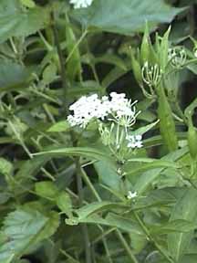 white milkweed in bloom with pods nearby