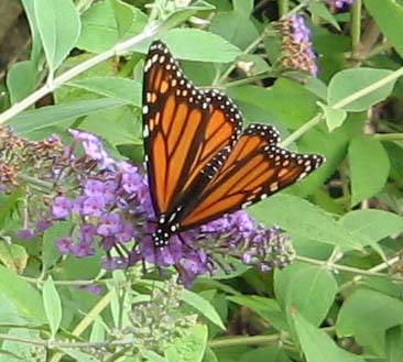 butterfly