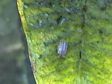 roly poly insect on milkweed leaf