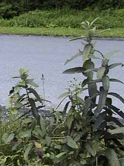 a cluster of milkweed plants growing along a country road