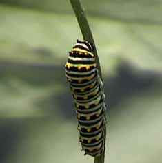 swallowtail caterpillar