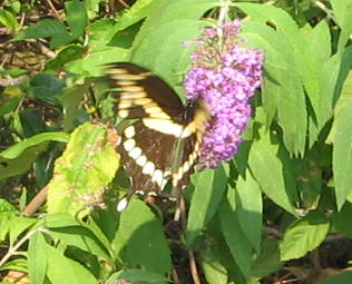 butterfly