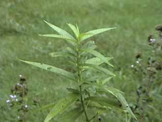 White variety of butterfly weed.