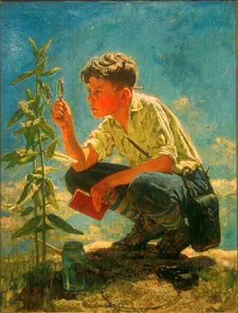 young boy observing a milkweed using a magnifying glass