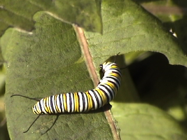 caterpillar