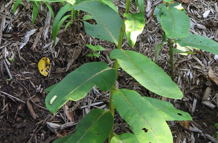caterpillar