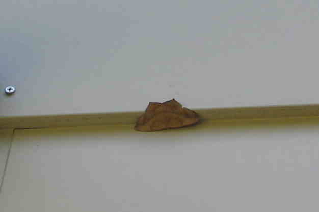 drbrown moth
