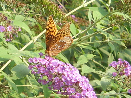 butterfly
