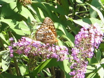 butterfly