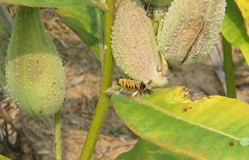 milkweed moth caterpillar