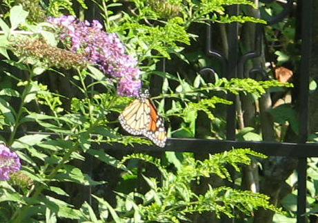 butterfly