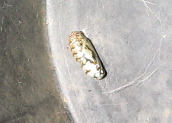 pupa