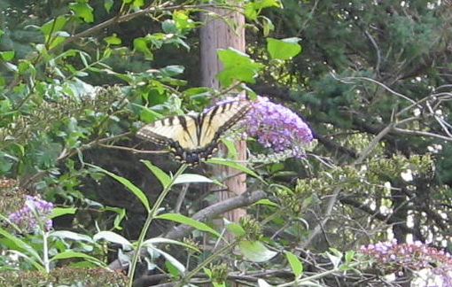 butterfly