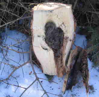 fluffy log
