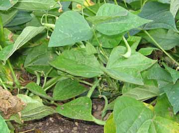 bush bean plant with mature beans
