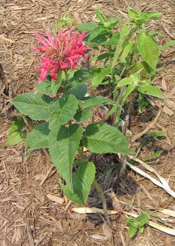 blooming beebalm