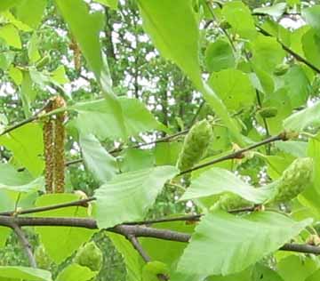 river birch female flower