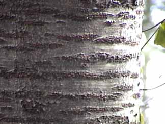 Bark of mature yellow birch