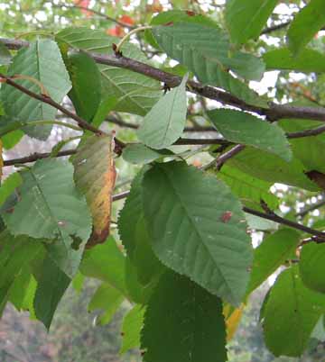 leaves of  yellow birch
