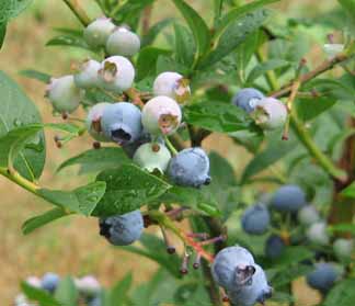 ripening blueberries