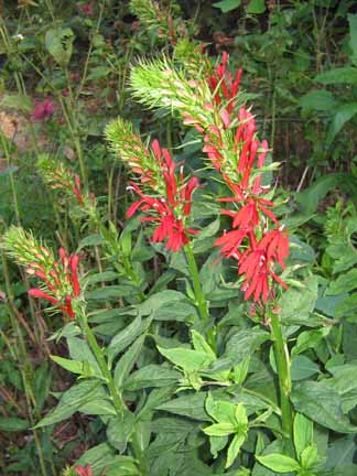 cardinal flower plants