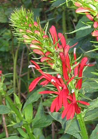 close up of cardinal flower blooms