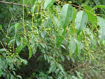 cherry unripe fruits