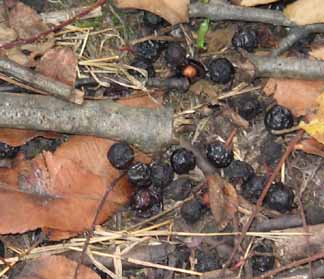 cherries litter ground