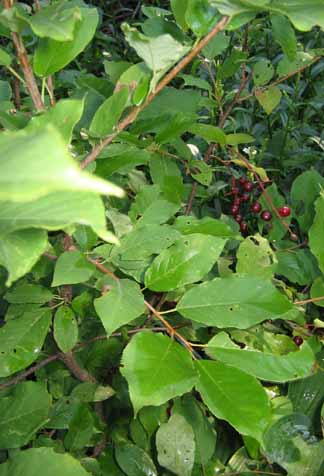 chokecherry with fruits