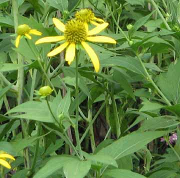 closeup of green headed coneflower