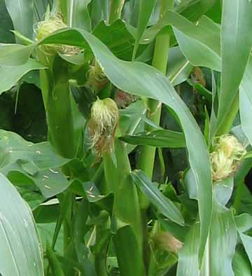 sweet corn ears shown on stalks