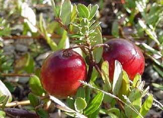 ripe cranberries