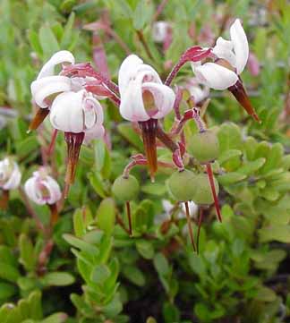 crane berry flowers