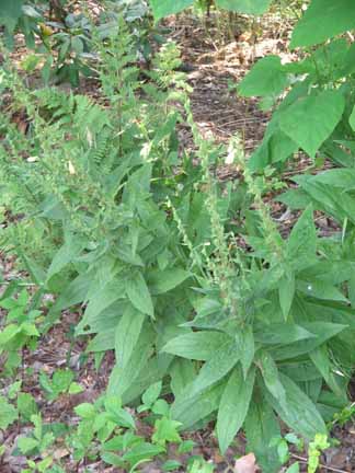 perennial foxglove plants