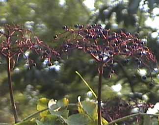 Elderberry fruits