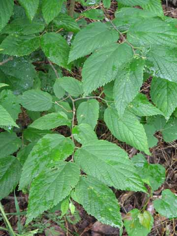 hackberry tree