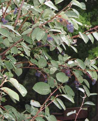 Juneberry laden with fruits