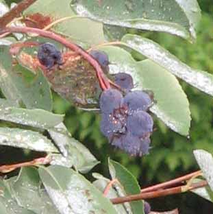 juneberry fruits close up