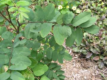 locust leaves